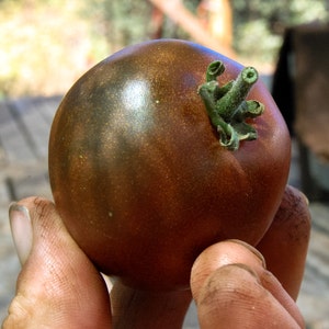 Black Prince Tomato Seeds 25: Certified Organic, Non-GMO, Heirloom Seed Packet, Home Vegetable Garden, Tomato Garden Bild 2