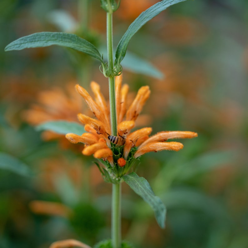 Wild Dagga / Lion's Tail Leonotis leonurus Seeds 25: Non-GMO, Heirloom, Open Pollinated Seed Packet, Gardener Gift image 2