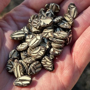 May include: A handful of seeds with a unique pattern. The seeds are a mix of brown and cream colors, with a textured surface. The seeds have a distinctive shape and are likely for planting.
