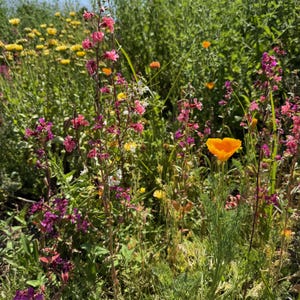 Southern California Native Wildflower Seeds for Planting: 30,000 Bulk Seed Packet Mix of Cool Season Flowers Lupine Poppy Fall Spring Meadow