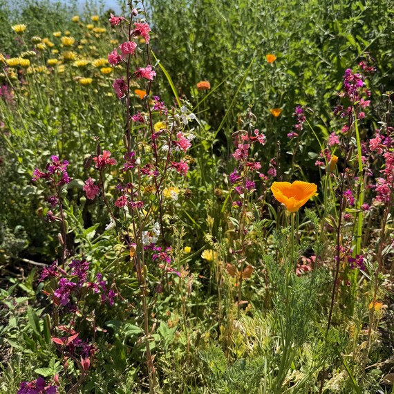 Southern California Native Wildflower Seeds for Planting: 30,000 Bulk Seed Packet Mix of Cool Season Flowers Lupine Poppy Fall Spring Meadow