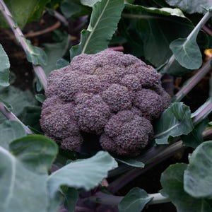Purple Magic Broccoli Seeds for Planting: F1 Hybrid, 70 Seed Packet / Bulk Size All American Selection Winner Non-GMO Productive Small Farm