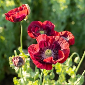 Cherry Glow Poppy Seeds Certified Organic, Red Flower Seeds, Heirloom Seed Packet, Garden Seeds, Wedding Seeds Decorative Floral Arrangement
