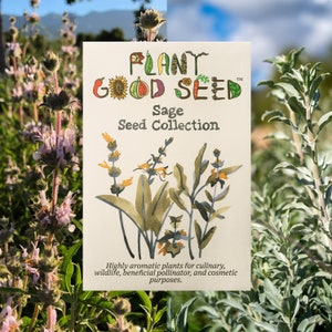 Sage Seed Collection: Purple, White, Black, Clary, Culinary Sages, Grow Your Own Sage Herb Garden, Organic Ethical California Wildflower