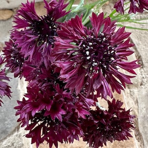 Black Magic Bachelor Button Flower Seeds for Planting; Culinary Edible Flowers Dark Purple Cornflower Blossoms, Garden Seed Packet Heirloom