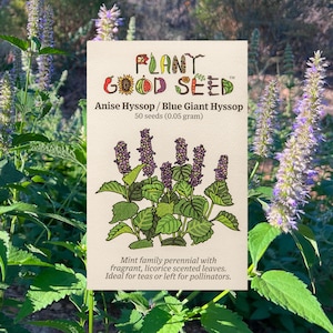 Anise-Hyssop (Agastache foeniculum) Seeds (~50): Non-GMO, Heirloom, Open Pollinated Seed Packet, Home Herb Garden Seeds