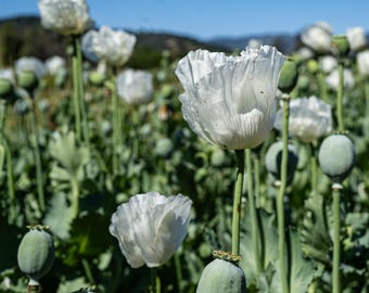 Peshawar Poppy Seeds White Flower Seeds, Heirloom Seed Packet, Garden Seeds, Wedding Seeds, Decorative Floral Arrangement
