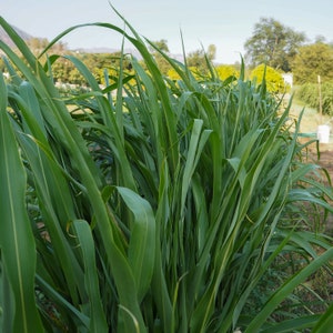 Sorghum Sudangrass Seeds BMR F1: Fast Growing Cover Crop Biomass/Soil Builder, Heat Tolerant Outcompetes Weed Suppressing, Certified Organic