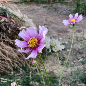 May include: Two pink cosmos flowers with yellow centers bloom against a blurred background of brown dirt and green foliage.