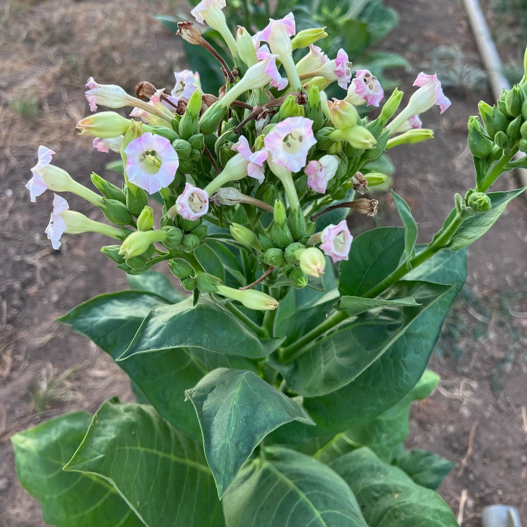 Virginia Burley Tobacco Seeds for Planting: Heirloom Nicotiana Tabacum, 350  Seed Packet and Bulk, Certified Organic Non-gmo, Medicinal Herbs