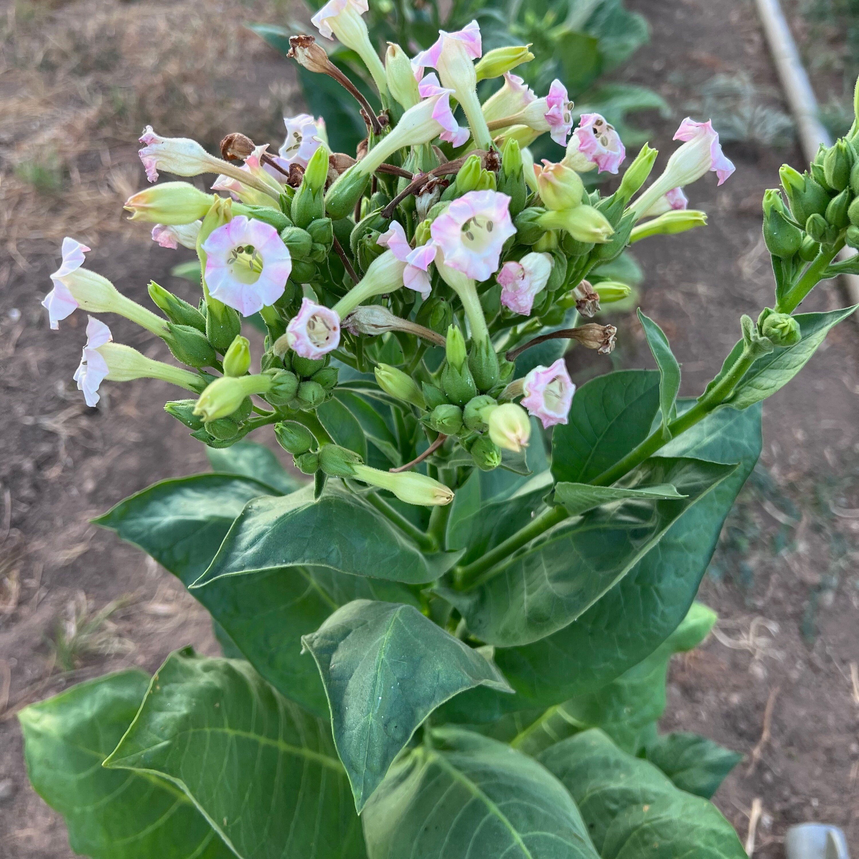 where to buy tobacco plants near me Virginia Burley Tobacco Seeds for Planting: Heirloom Nicotiana Tabacum, 350  Seed Packet and Bulk, Certified Organic Non-gmo, Medicinal Herbs