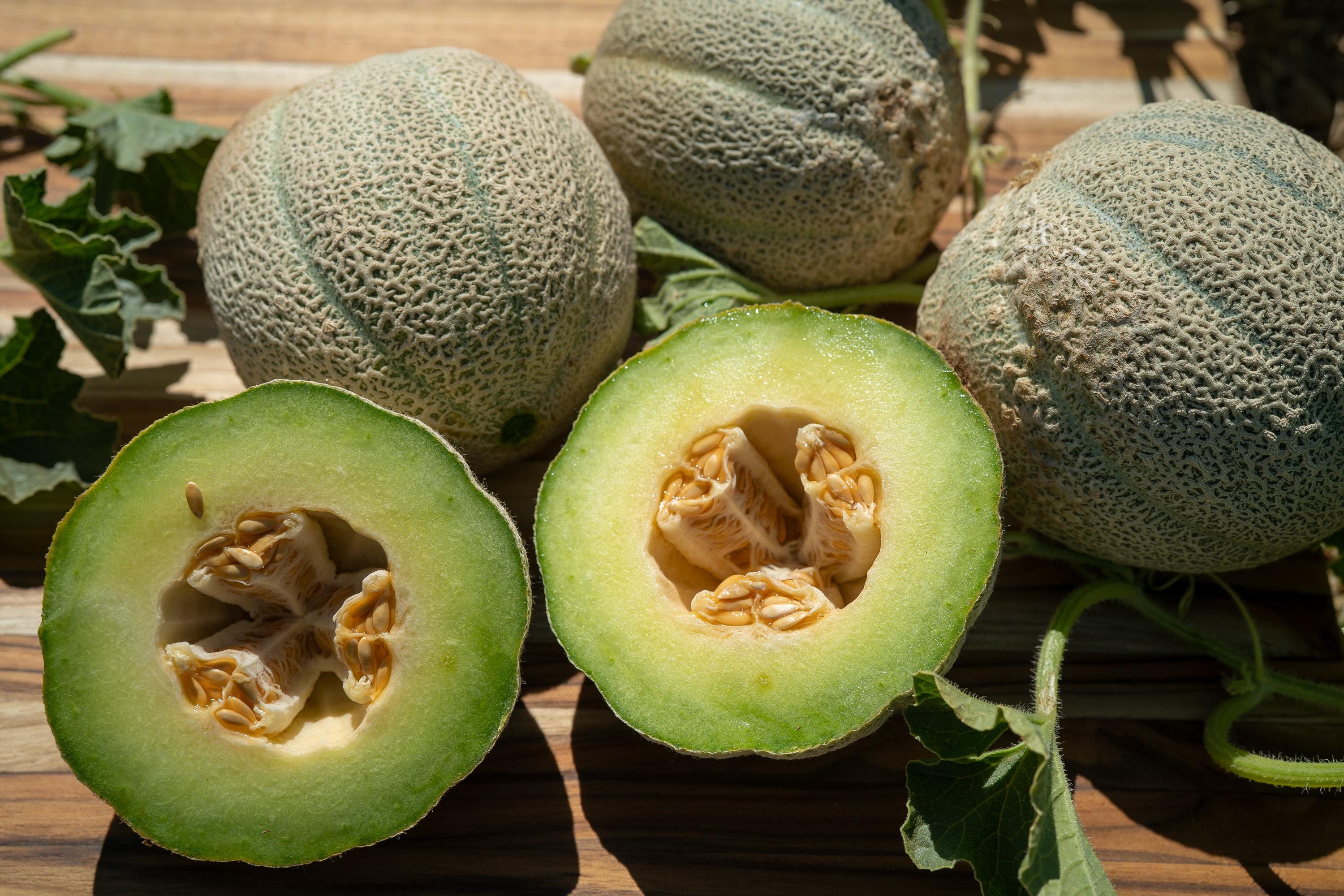 Ice Cream Melon Seeds for Planting / Green Machine Muskmelon