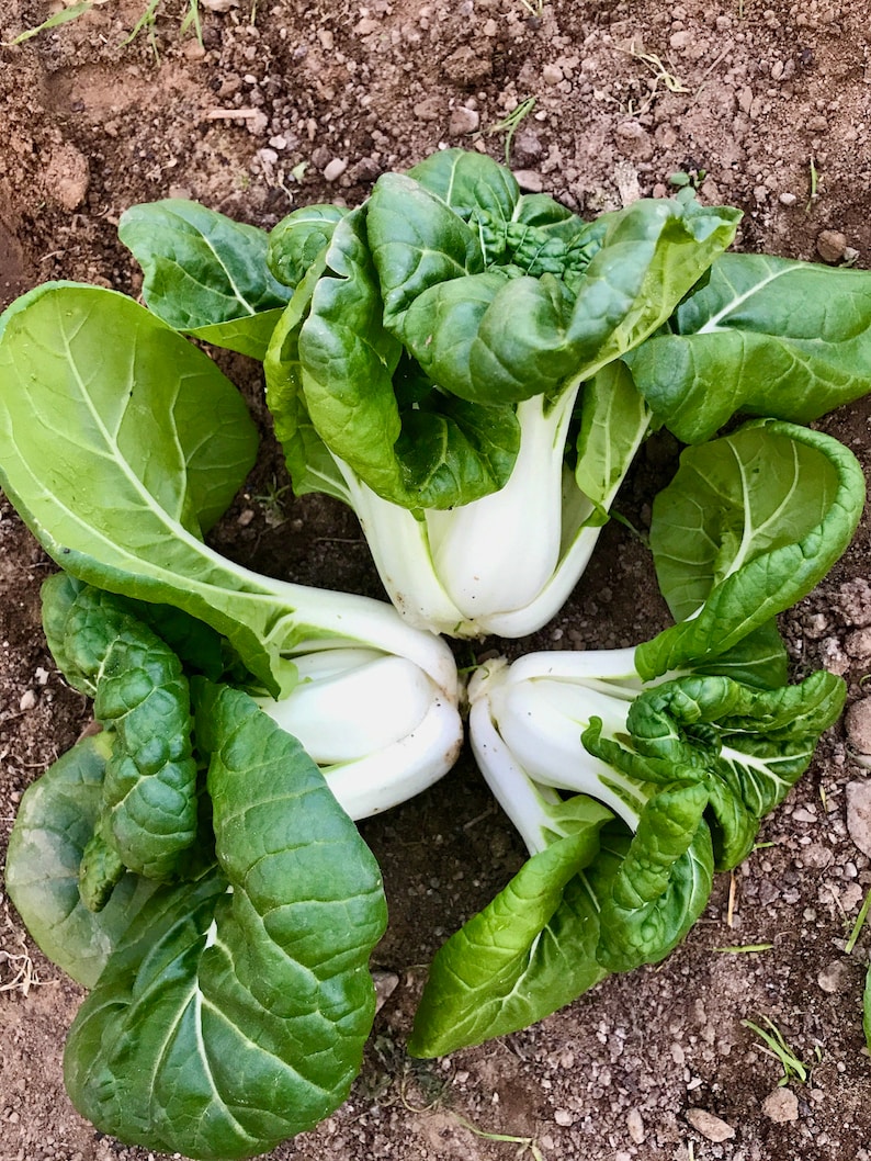 Asian Delight Pak Choi F1 - Thumbnail 4