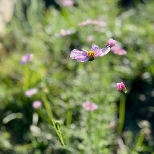 May include: A single pink flower with yellow center blooms in a field of green grass and other pink flowers.