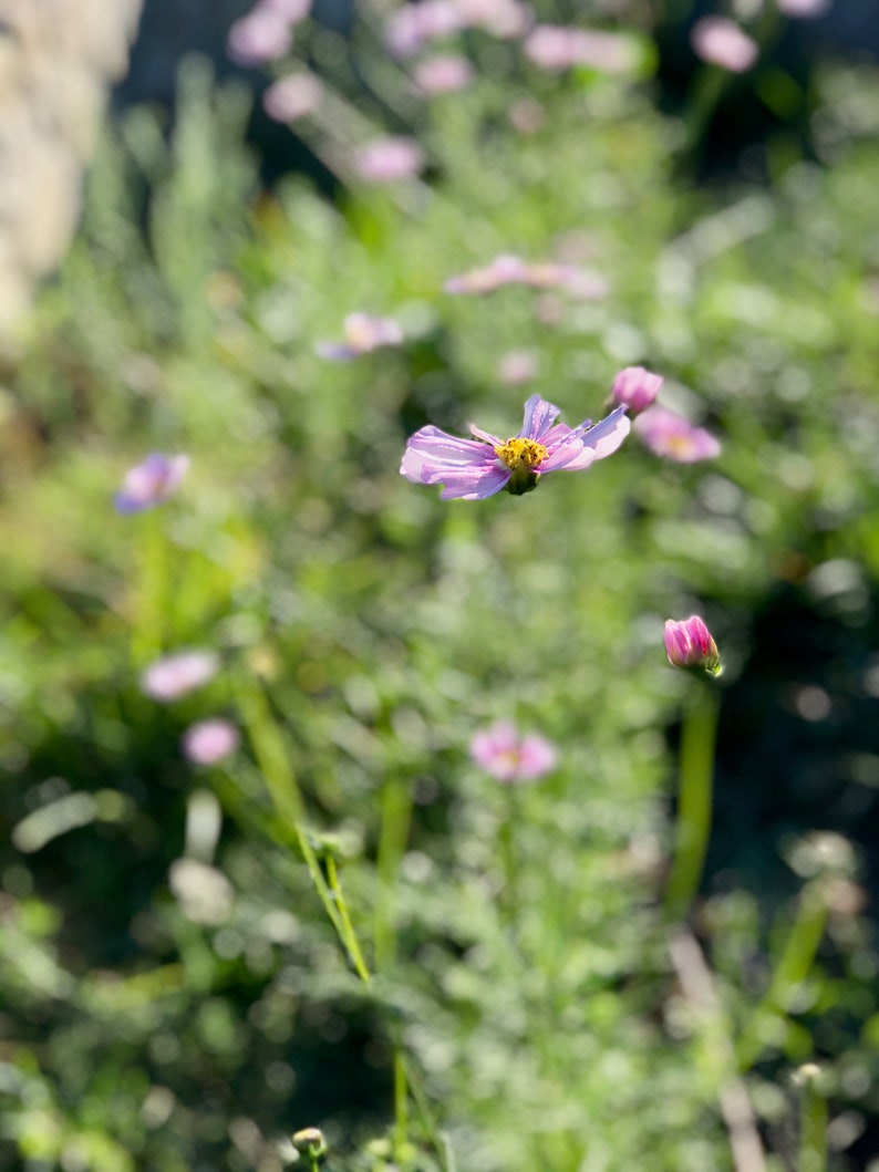 May include: A single pink flower with yellow center blooms in a field of green grass and other pink flowers.