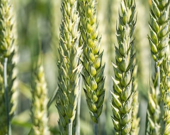 Organic Red Spring Wheat Seeds for a Vibrant Harvest - Heirloom, Non-GMO Cover Crop, Wheat Grass, Grow Your Own Bountiful Crop