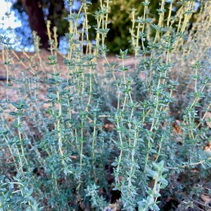 English Thyme Seeds (~300): Certified Organic & Non-GMO, Heirloom Seed Packet, Home Herb Garden, Aromatic Thyme Seeds