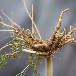 Valerian Root Seeds, Valerian Seeds, Organic Seeds, Heirloom Seeds, Garden Seeds, Medicinal Herb Seeds, Rare Gardening Seeds