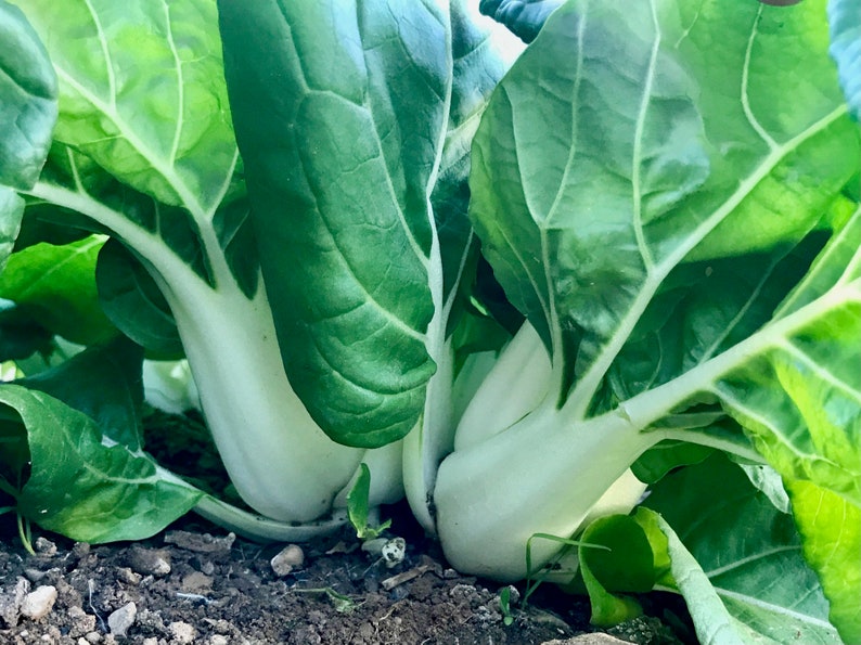 Plant Good Seed Pak Choi - Thumbnail 2