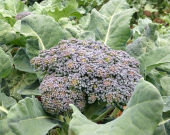 Di Ciccio Green Sprouting Broccoli Seeds (~150): Certified Organic, Non-GMO, Heirloom Seed Packet, Grow Your Own, Vegetable Garden