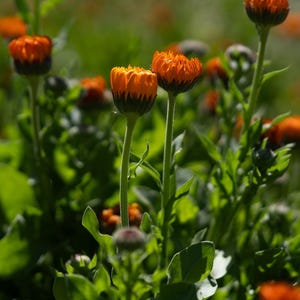 Neon Calendula Flower Seeds for Planting: Pot Marigold, Seed Packet / Bulk, Organic Medicinal Herb Garden Orange Blossoms for Salves or Oils image 9