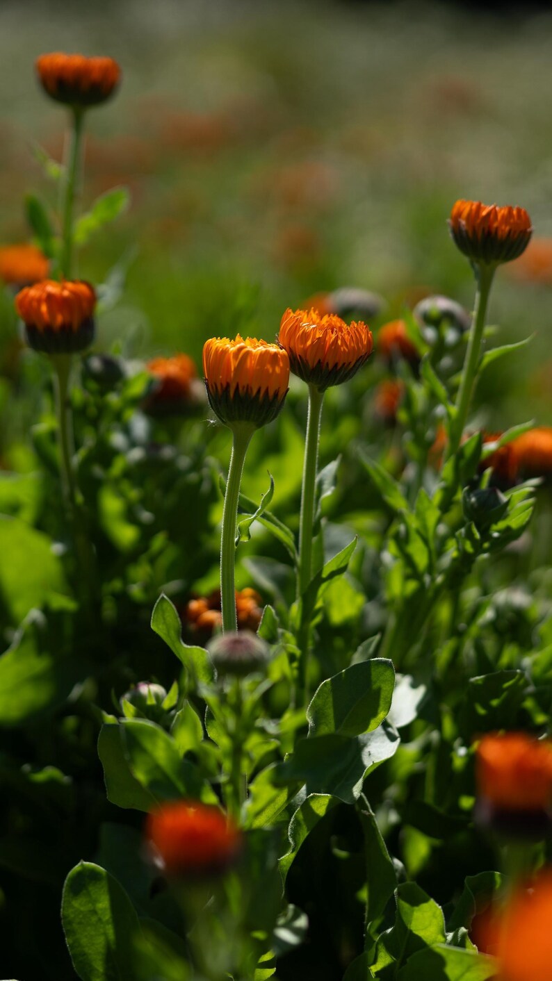 Neon Calendula Flower Seeds for Planting: Pot Marigold, Seed Packet / Bulk, Organic Medicinal Herb Garden Orange Blossoms for Salves or Oils image 9
