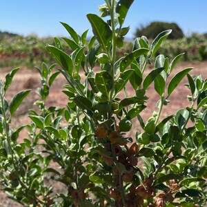 Puede incluir: Primer plano de una planta verde de hojas con vainas de semillas marrones. La planta est&aacute; creciendo en un campo con un cielo azul en el fondo.