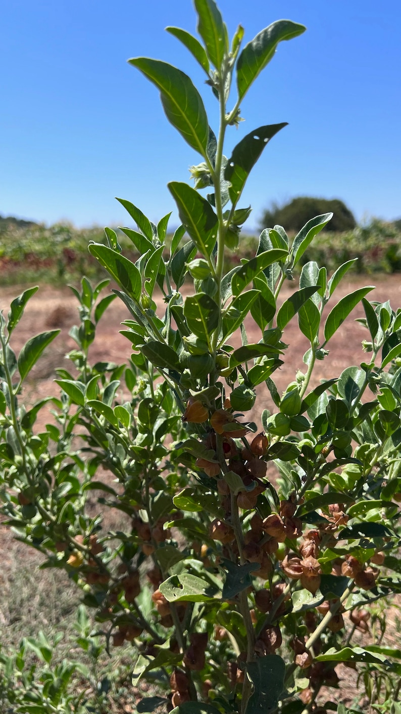 Puede incluir: Primer plano de una planta verde de hojas con vainas de semillas marrones. La planta est&aacute; creciendo en un campo con un cielo azul en el fondo.