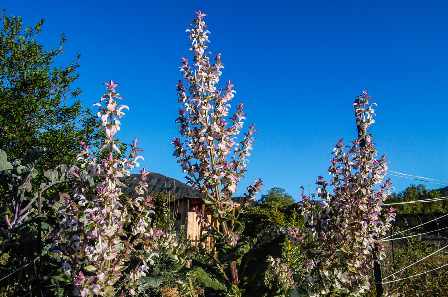 White Sage Seeds Bee Sage, Salvia Apiana: Ethically Produced Ceremonial  Sage, Smudge Sage, Sacred Sage, Witch Garden, California Native 