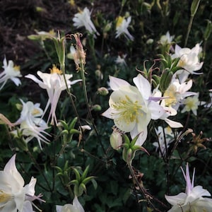 McKana Giants Columbine Flower Seeds, Columbines, Aquilegia Seeds, Perennial Flower, Organic Garden Seeds, Non-GMO image 4