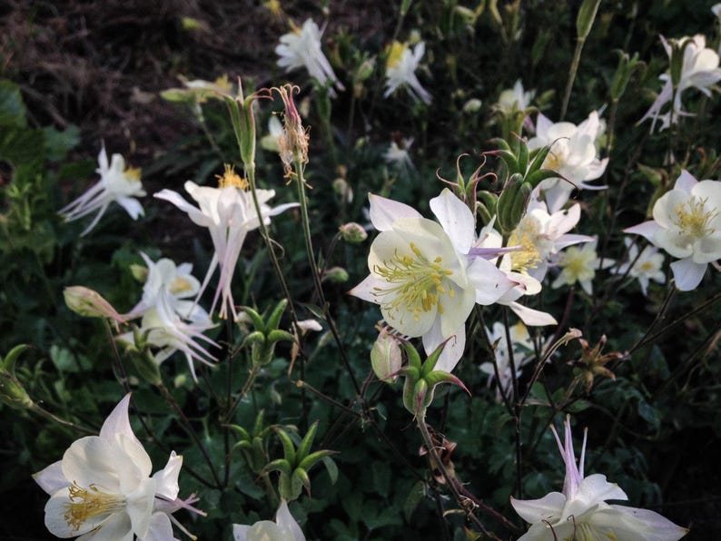 McKana Giants Columbine Flower Seeds, Columbines, Aquilegia Seeds, Perennial Flower, Organic Garden Seeds, Non-GMO image 4