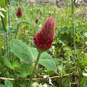 Crimson Clover Flower Seeds for Growing: Nitrogen Fixing Cover Crop, Seed Packet or Bulk Pound Size, Certified Organic, Untreated, Tea Plant