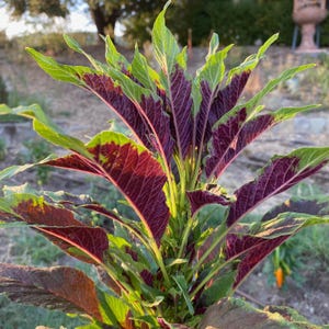 Red Callaloo Amaranth Seeds (~600): Certified Organic, Non-GMO, Heirloom Seed Packet, Salad Garden, Vegetable Seeds, Gardener Gift