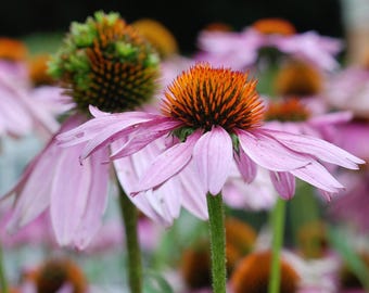 Echinacea Purpurea Flower Seeds, Purple Eastern Coneflower Medicinal Herb Seed Packet Bulk Grow for Flowers Herbs Dried Root Herbal Medicine