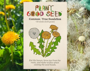 Dandelion Seeds: Wild True Taraxacum officinale Heirloom Non-GMO Grow for Greens, Roots Herbal Medicine Jewelry, Paper Craft Card Making Art