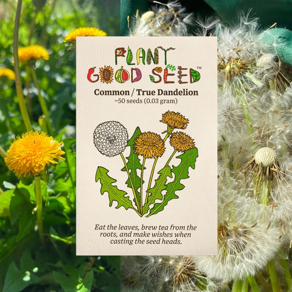 Dandelion Seeds: Wild True Taraxacum officinale Heirloom Non-GMO Grow for Greens, Roots Herbal Medicine Jewelry, Paper Craft Card Making Art