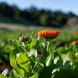 Neon Calendula Flower Seeds for Planting: Pot Marigold, Seed Packet / Bulk, Organic Medicinal Herb Garden Orange Blossoms for Salves or Oils image 2