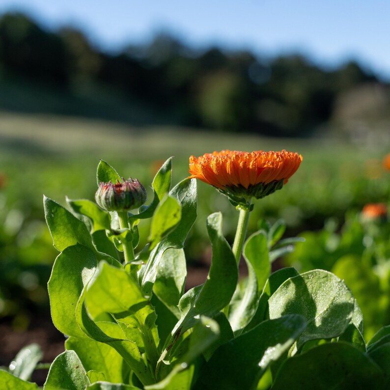 Neon Calendula Flower Seeds for Planting: Pot Marigold, Seed Packet / Bulk, Organic Medicinal Herb Garden Orange Blossoms for Salves or Oils image 2