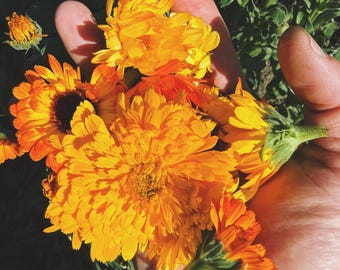 Kablouna Calendula Flower Seeds for Planting: Pastel Rainbow Mix, Organic, 60 Seed Packet / Bulk