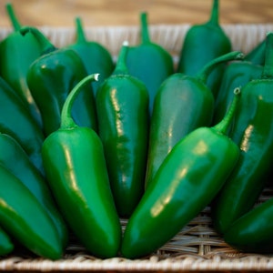 Megatron Jalapeño Pepper Seeds: Giant Fruits, Ideal for Jalapeno Poppers, Ripens Red to Green, High Yielding Spicy Pepper, Untreated Non-GMO