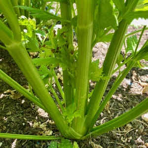 May include: Close-up of fresh green celery stalks and leaves. The celery is growing in the ground, with the stalks and leaves reaching upwards. The leaves are a vibrant green, and the stalks are a lighter green color.