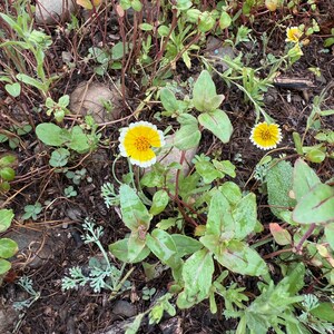 Southern California Native Wildflower Seeds for Planting: 30,000 Bulk Seed Packet Mix of Cool Season Flowers Lupine Poppy Fall Spring Meadow image 3