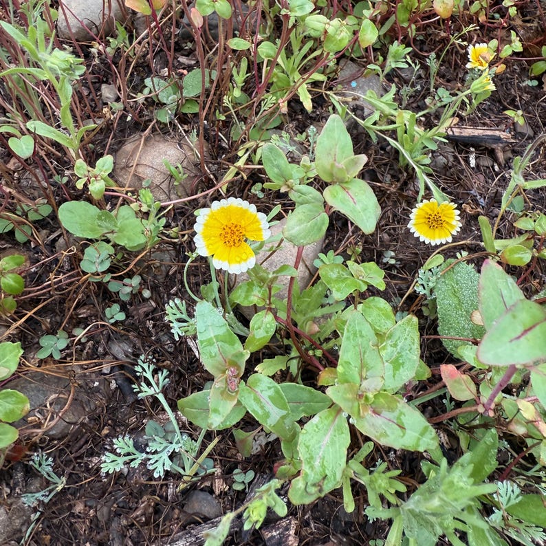 Southern California Native Wildflower Seeds for Planting: 30,000 Bulk Seed Packet Mix of Cool Season Flowers Lupine Poppy Fall Spring Meadow image 3