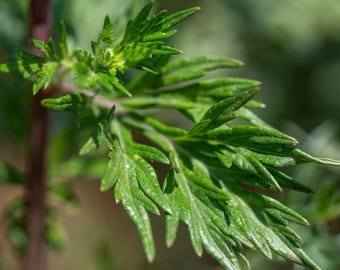 Common Mugwort Seeds for Planting: Bulk Artemisia vulgaris, Certified Organic Non-GMO Heirloom, Seed Packet, Riverside Mugwort, Dream Plant