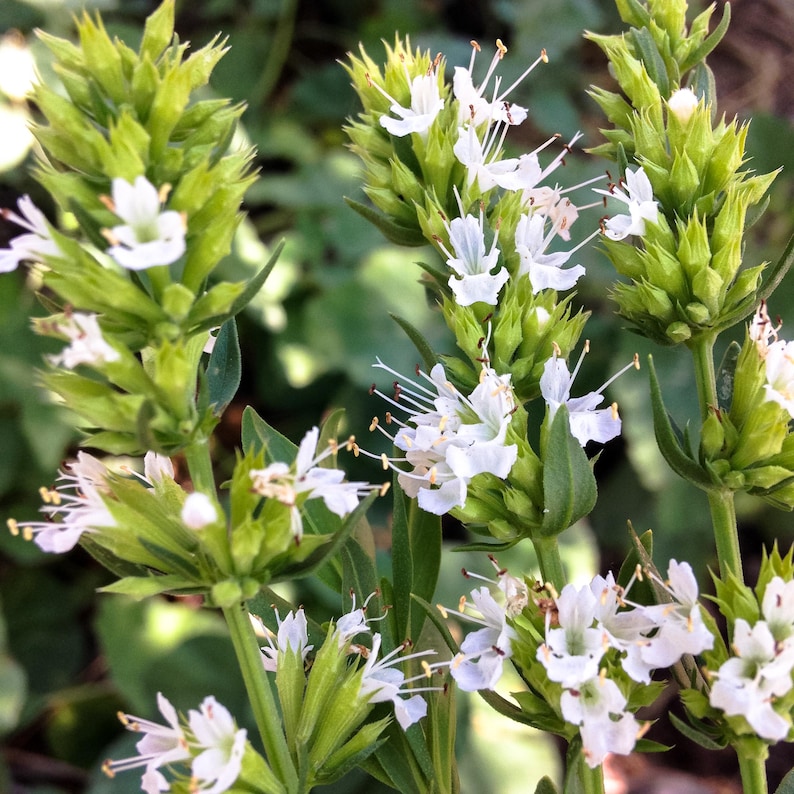 Plant Good Seed Hyssop Herb Seeds - Thumbnail 2