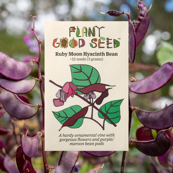Ruby Moon Hyacinth Bean (Lablab purpureus) Seeds - Purple Bean Pods, Unique Beans, Use for Beads, Ornamental Vine, Lilac-Rose Blossoms