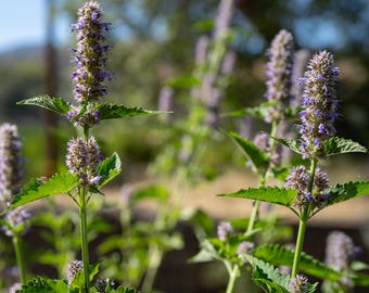Korean Licorice Mint Seeds: Agastache Bae Cho Hyang Bulk Seed Packet Fragrant Perennial Licorice Scent East Asian Native Non-GMO Cold Hardy
