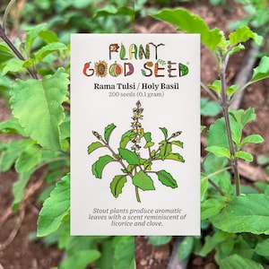 Rama Holy Basil Tulsi Seeds - Grow Your Own Holy Basil Plant for Dried Holy Basil, Heirloom Seeds, Rare Seeds Certified Organic Garden Seeds