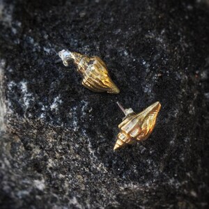 Puede incluir: Un par de pendientes de concha de mar dorados. Los pendientes son pequeños y delicados, y tienen un aspecto natural y orgánico.