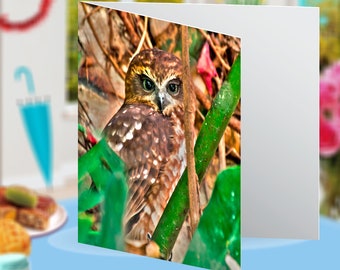 Oscar the Owl Darlinghurst Sydney Nature Landscape Habitat Blank Greeting Card